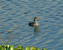 Pied-billed Grebe Juvenile